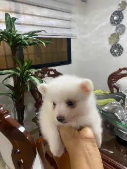 Cachorro pomerania macho 809 6627609