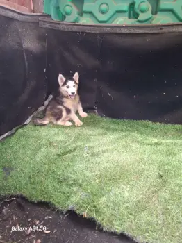Husky siberiano