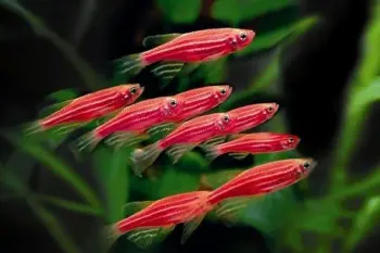 Peces ornamentales