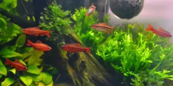 Peces ornamentales