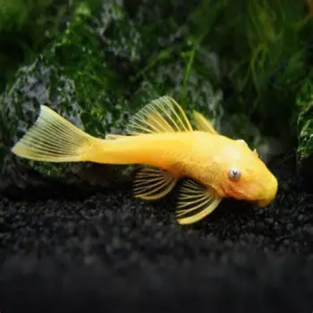 Peces ornamentales