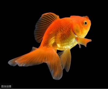 Peces ornamentales