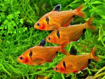 Peces ornamentales