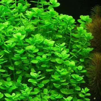 Plantas acuÁticas