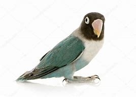 Agapornis masque bleu