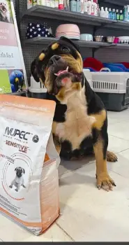 Bulldog inglés black tri .