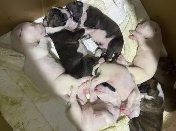 Cachorros bóxers . ambos sexos
