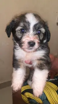 Shihpoo barón 10500 negociable. inf.8298463095