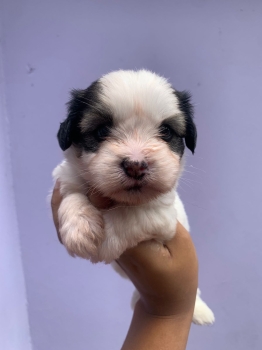 Shipoo hembra