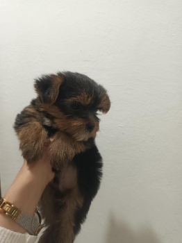 Yorkie machos  toy de raza pura disponibles