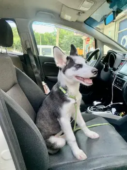 Husky siberiano. hembra se vende por motivos de viajes.