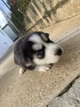 Husky siberiano puro
