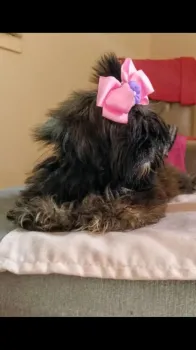 Shih tzu cachorros shihtzu