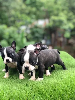 Boston terrier cachorro boston