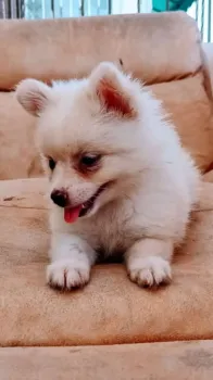 Pomerania macho
