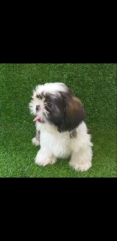 Shihtzu cachorro shih tzu macho
