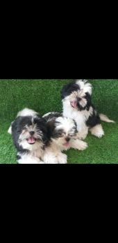 Shihtzu macho cachorro shihtzu macho