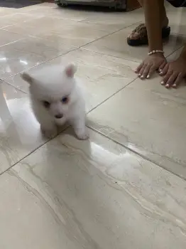 Pomerania  macho 45 dias 8096627609
