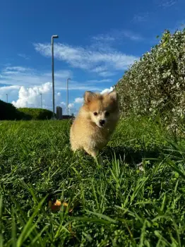 Hermosos cachorros pomeraniaambos sexos disponibles