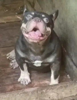 Bulldog francés