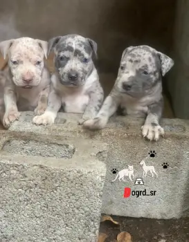 Pitbull merle ambos sexos