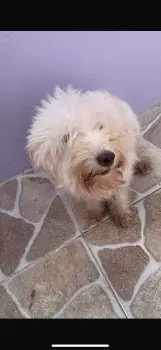 Poodle hembra oportunidad.  en santo domingo este