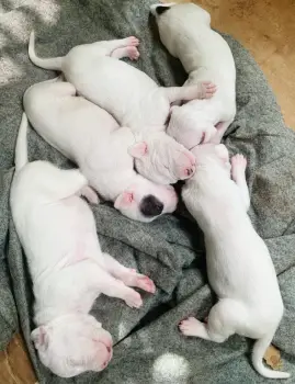 Cachorros dogo argentino con pedigri