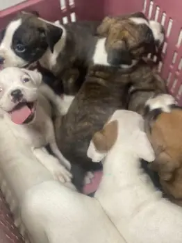 Cachorros boxer puros