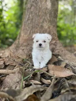 Bichon maltes macho mini en santo domingo oeste