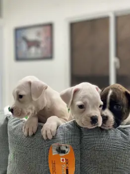 Cachorros boxer