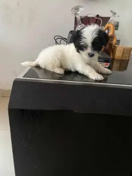 Maltipoo ambos sexos  en santo domingo este