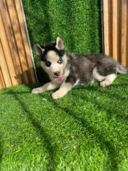 Husky siberianos en santo domingo este