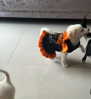 Chihuahua mariposa