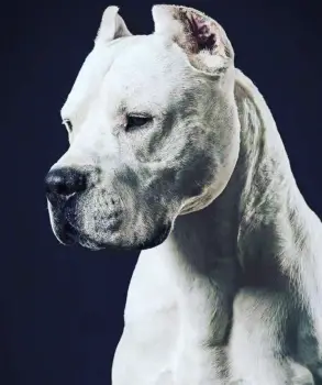 Dogo argentino para monta en la vega
