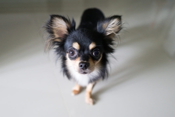 Chihuahua mariposa oferta