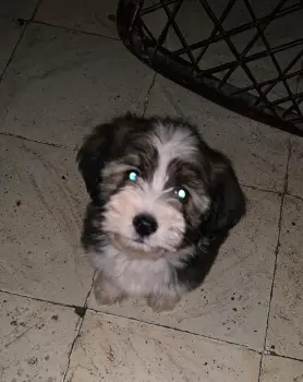 Shihpoo  en santo domingo este