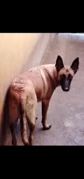 Pareja de pastor belga malinois