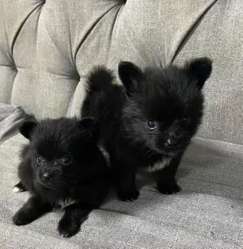 Pomerania con mariposa