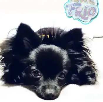 Pomerania con mariposa