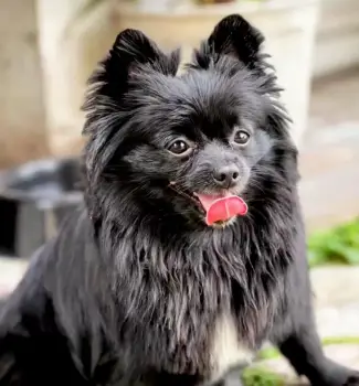 Pomerania con mariposa
