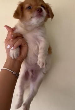Chihuahua mariposa disponible
