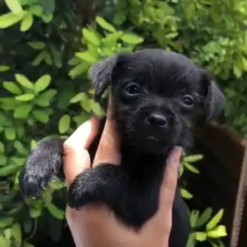 Chihuahuas mariposa negro