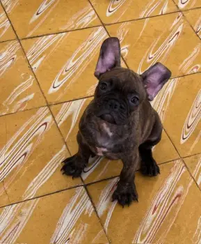 Bulldog frances machos