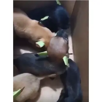 Chihuahua número 1 súper pequeños