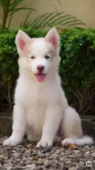 Husky siberiano