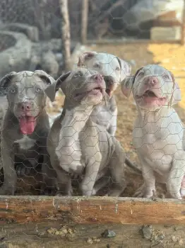 Pitbull blue faw