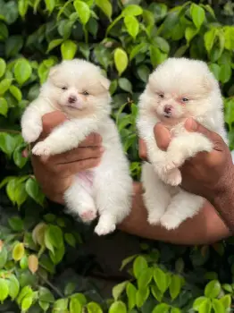 Pomerania