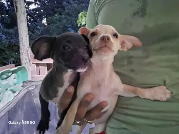 Chihuahua hembra adopción