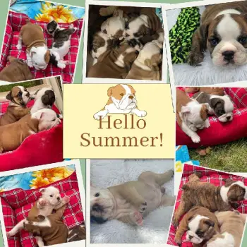 Hermosos cachorros bulldog inglés en venta