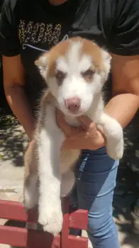 Husky siberiano